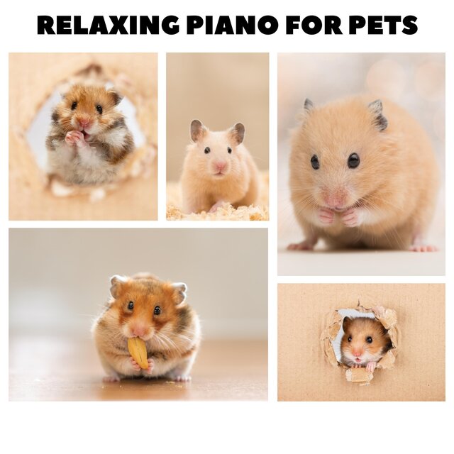 Music For Hamsters