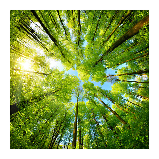 Nature Sounds - Calm Forest For Sleeping (Optimised Mix for Phone)