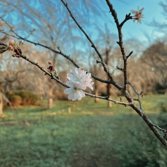 Blossom