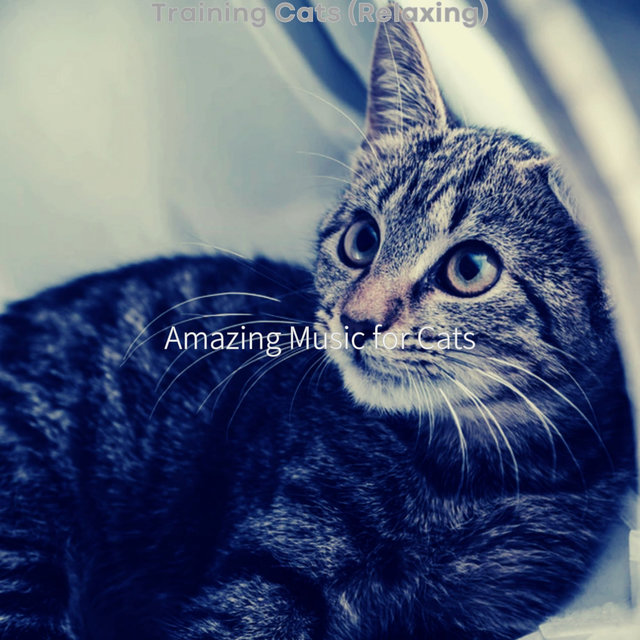 Training Cats (Relaxing)