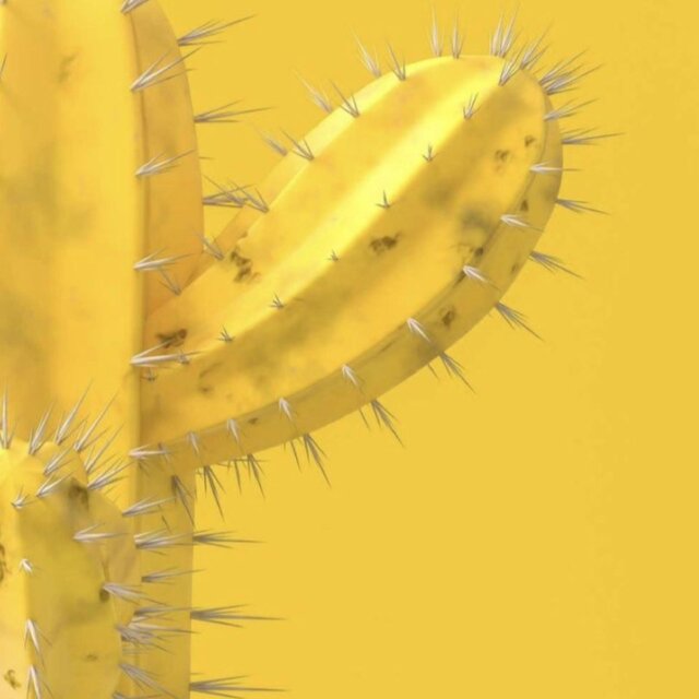 cactus