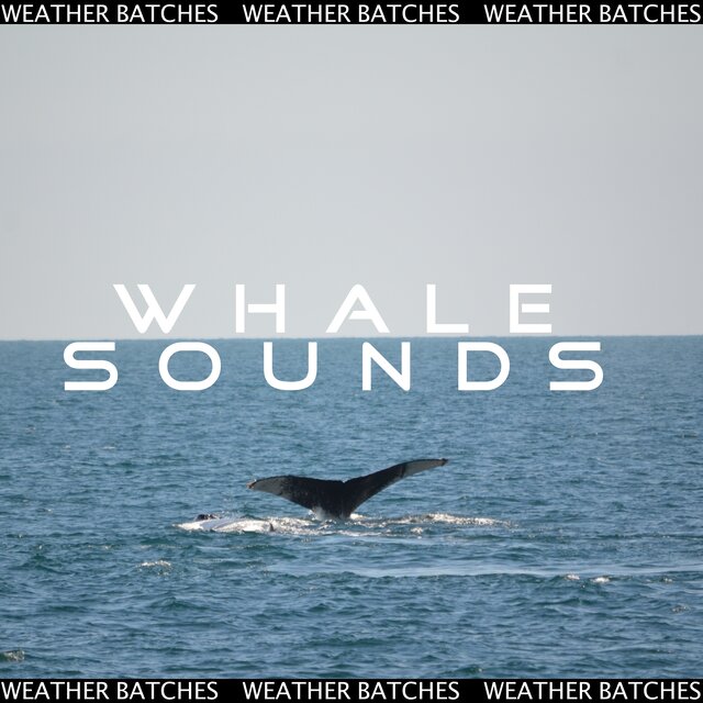 Whale Sounds