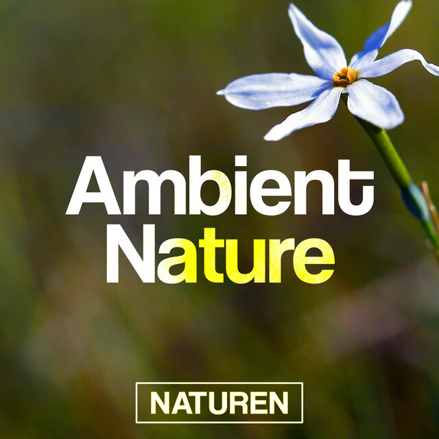 Ambient Nature