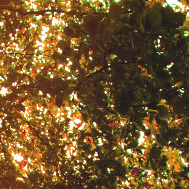 The Forest