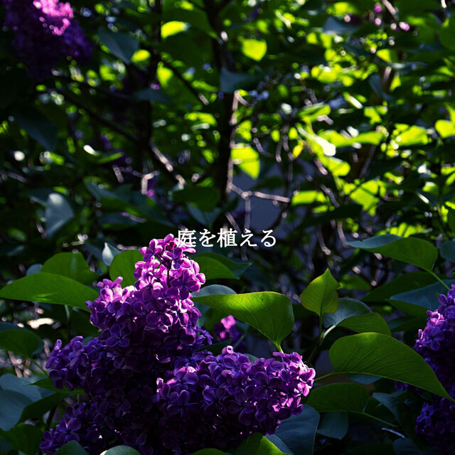 庭を植える