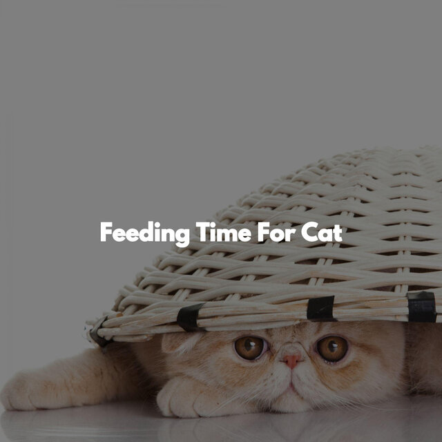 Feeding Time For Cat