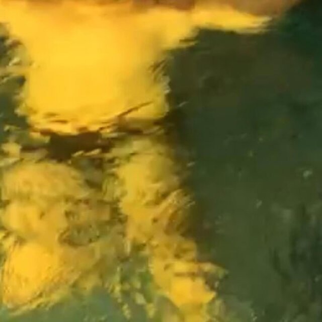 Mirabels