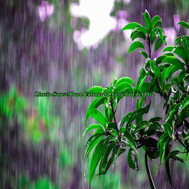 Lluvia Suave Para Calmar la Ansiedad del Día