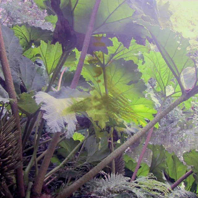 Leaf Motif