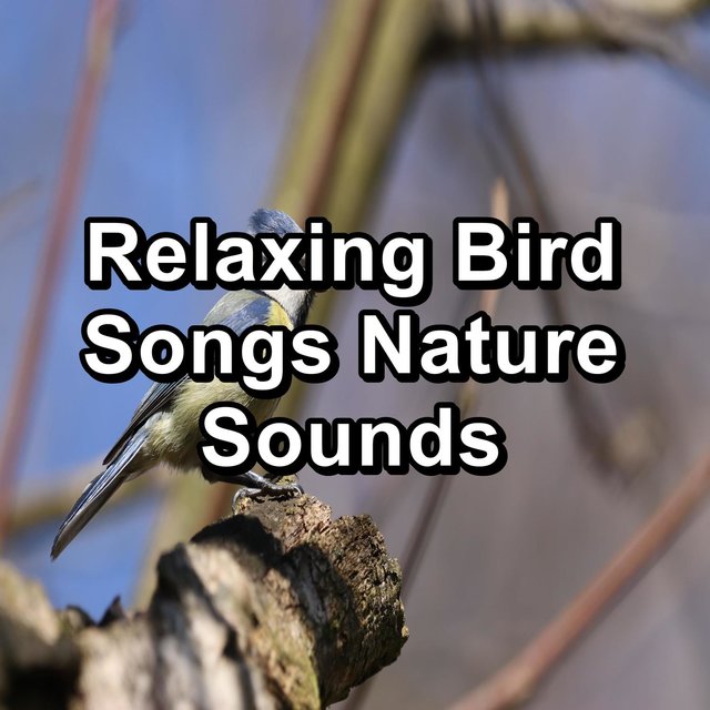 Relaxing Bird Songs Nature Sounds