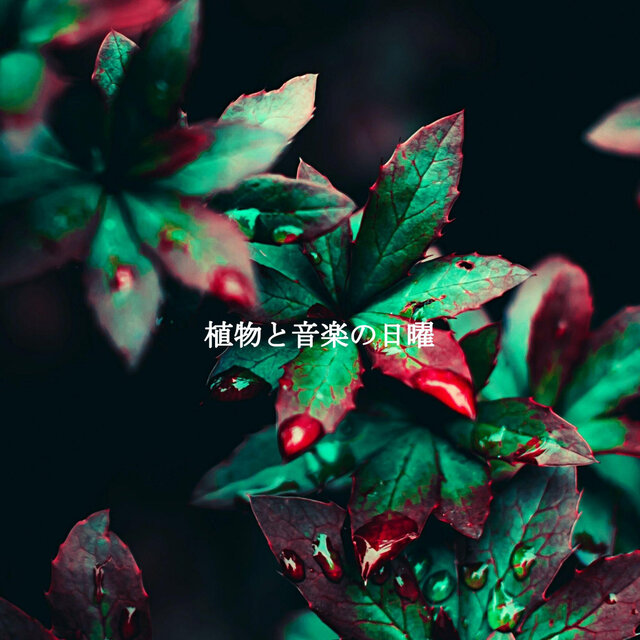 植物と音楽の日曜