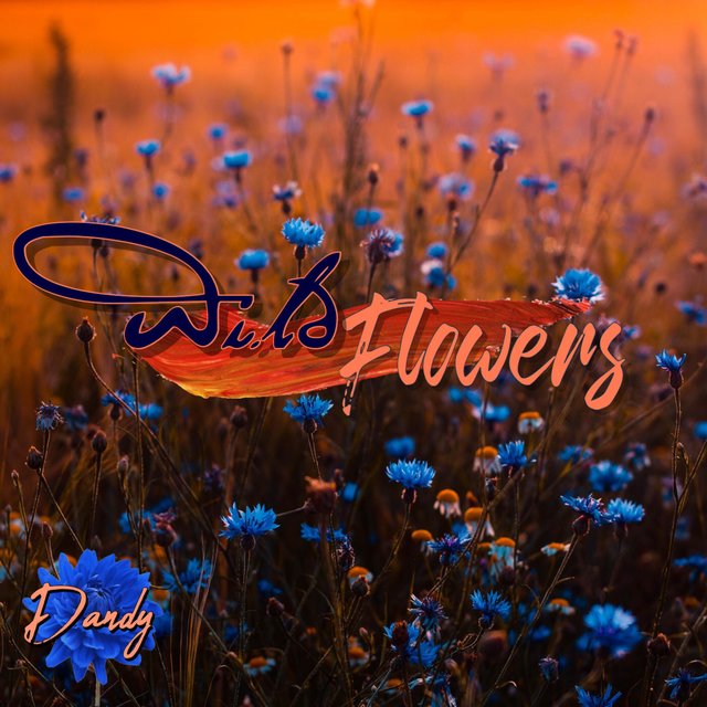Wildflowers