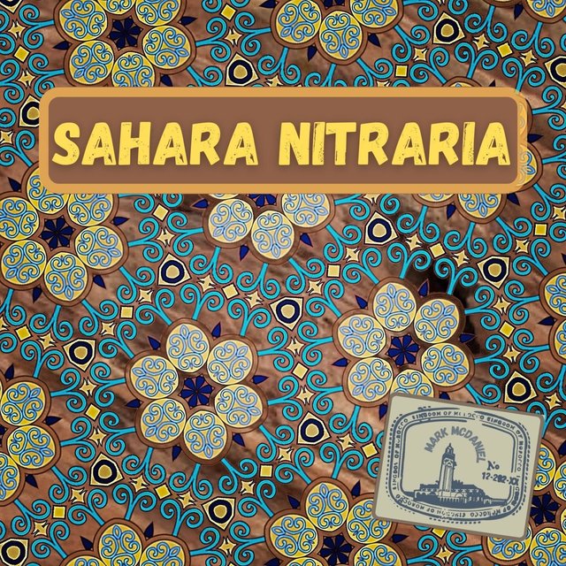 Sahara Nitraria