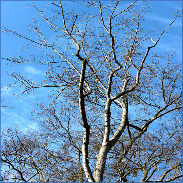 Brown Noise and Nature Sounds for Deeper Sleep (Loopable Background Soundscapes for Insomnia, Meditation, and Restless Children)