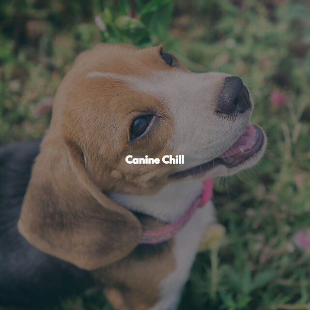 Canine Chill