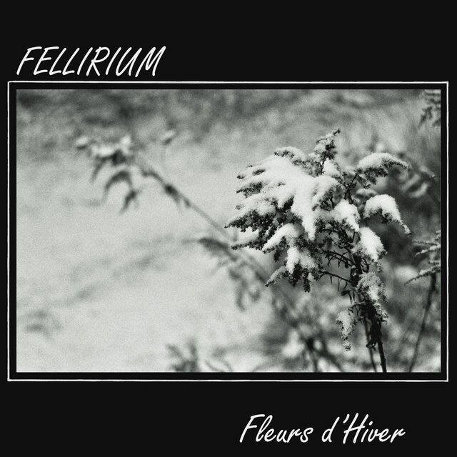 Fleurs d’Hiver
