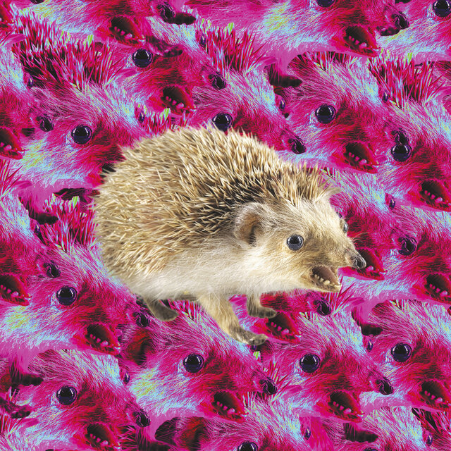 Cover art for album hérisson by Bête Salée