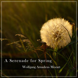 Mozart: Piano Sonata No. 3 in B-Flat Major, K. 281: II. Andante amoroso