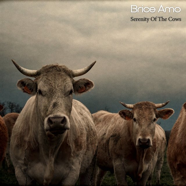 Serenity of the Cows