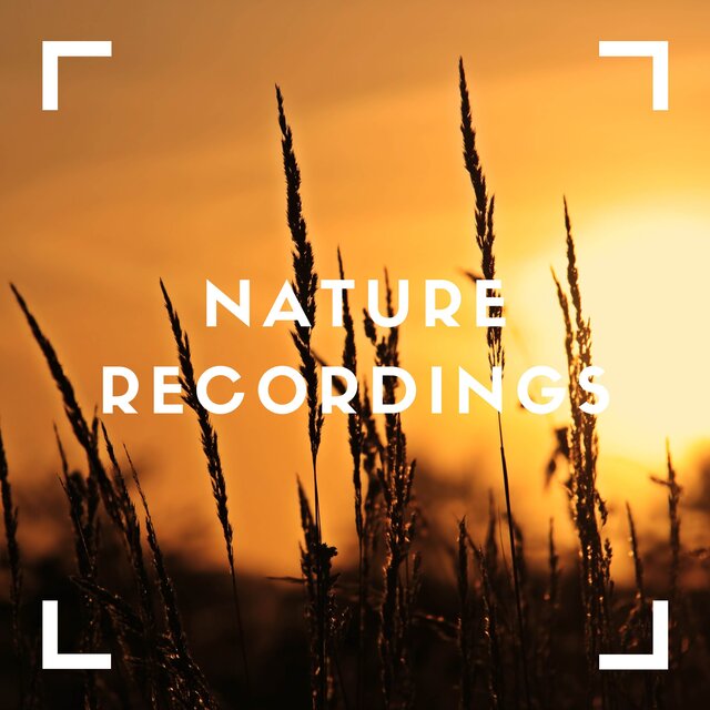 Nature Tree Ambience