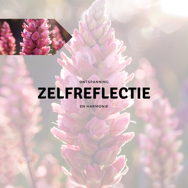 Zelfreflectie