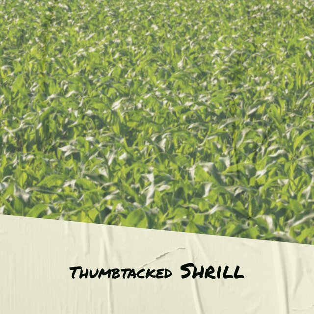 Thumbtacked Shrill