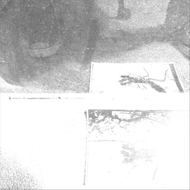 Vinegaroon