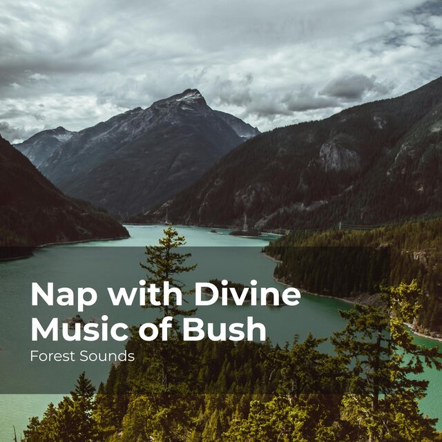 Nap with Divine Music of Bush