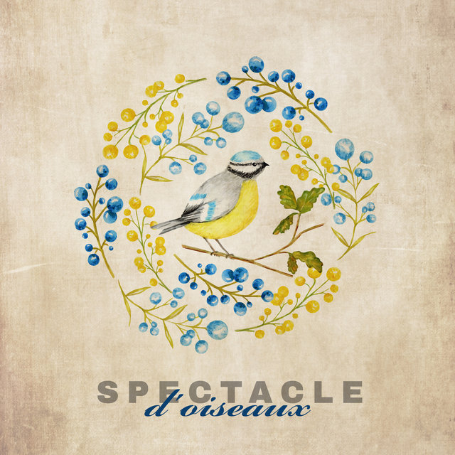 Spectacle d'oiseaux: Musique méditative, Apaisante, Rafraîchissante
