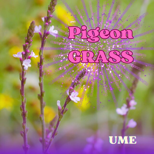 Pigeon GRASS