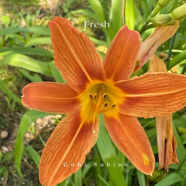 Fresh