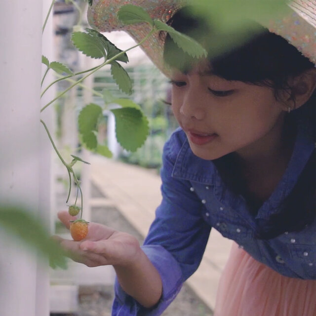 Berkebun