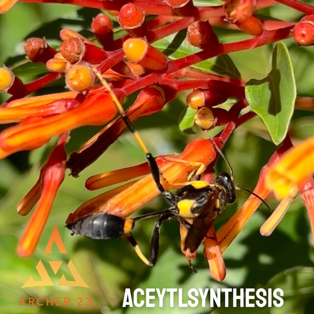 Aceytlsynthesis