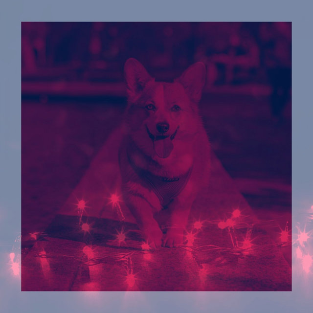 Energetic Music for Dog Training - Acoustic Guitar