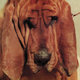 Cover art for album Goodbye Bread by Ty Segall