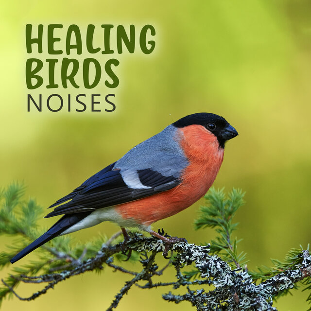 Healing Birds Noises: Good Morning, Boost Your Mood with Peaceful Music