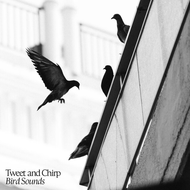 Tweet and Chirp