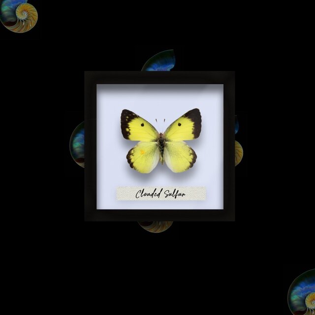 Clouded Sulphur