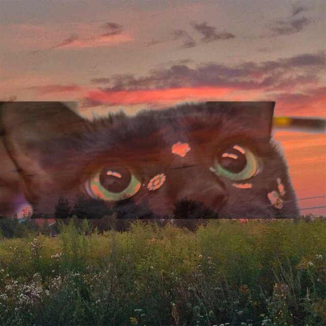 Cat and Evening Field 2