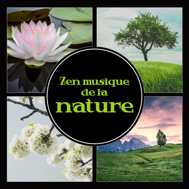 Zen musique de la nature - Musique relaxante avec vagues océaniques, pluie, chutes d'eau et chants d'animaux
