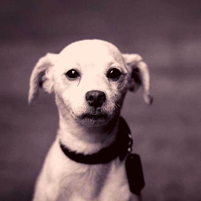 Music - Stressed Dogs
