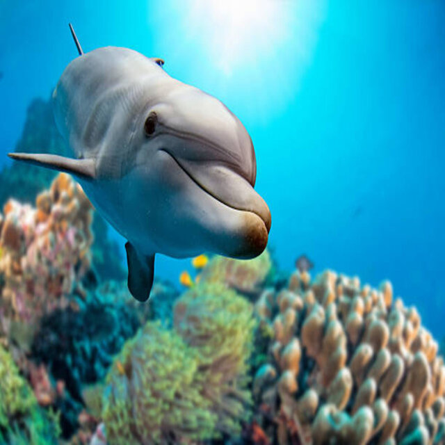 Neptune Gong: Dolphin and Whale