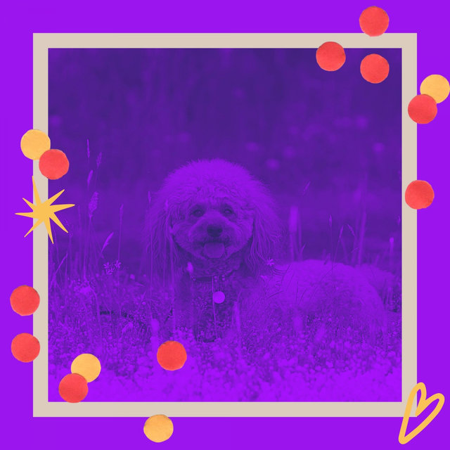 Bubbly Background Music for Relaxing Your Dog