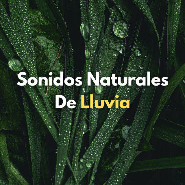 Sonidos Naturales De Lluvia