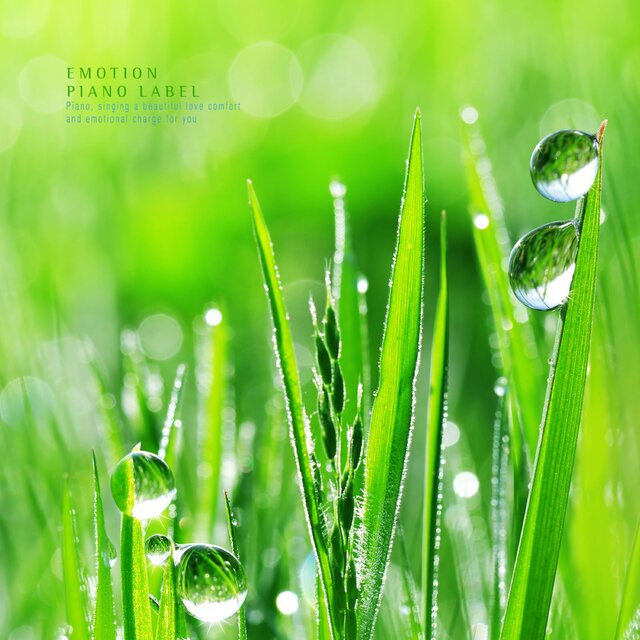 A Calm New Age Piano With A Raindrop Of Springtime (Nature Ver.)