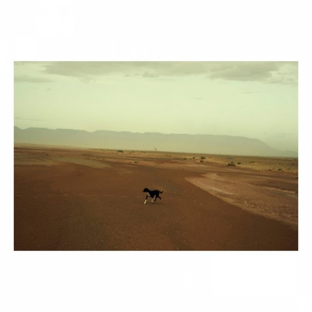 [Dog]
