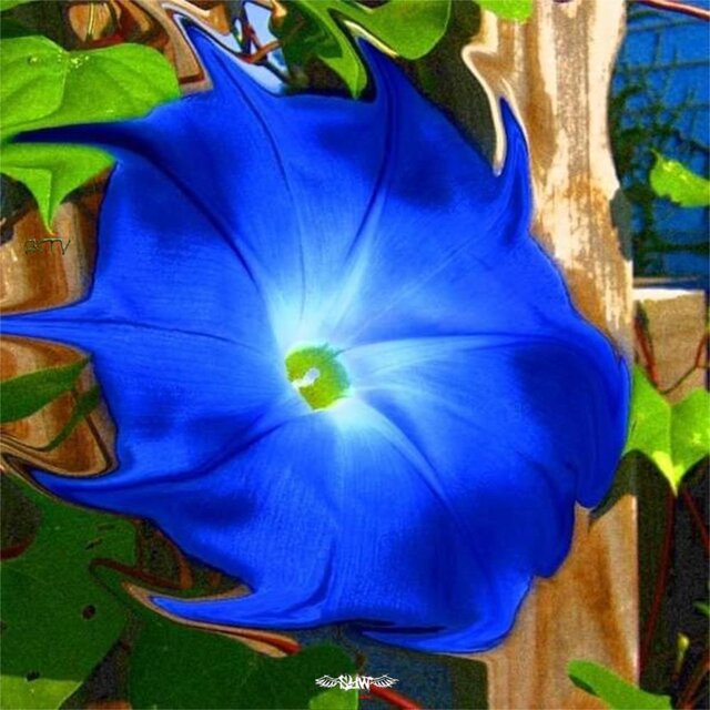 Blew Azul