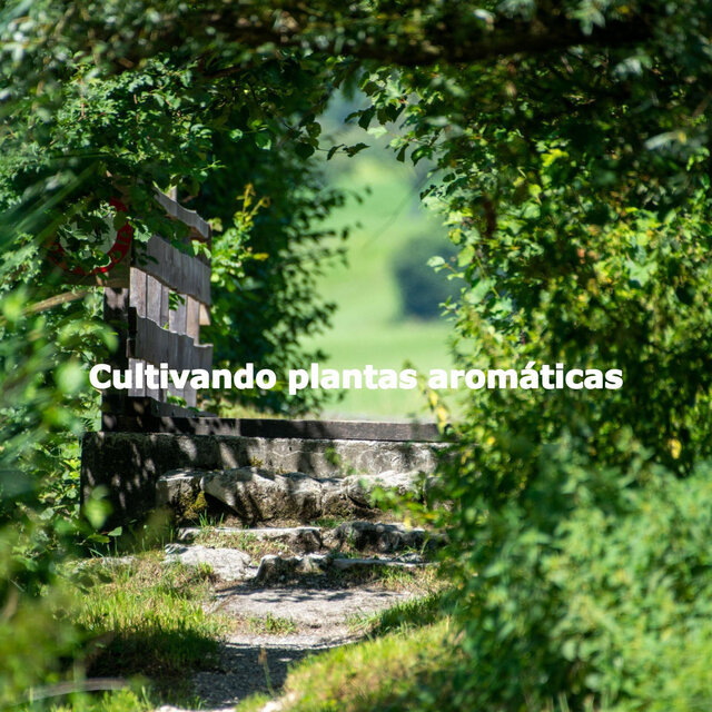 Cultivando plantas aromáticas