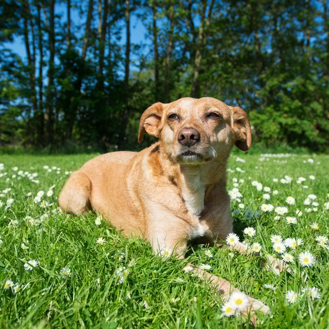 Pawsome Nature Retreat: Binaural Melodies for Dogs