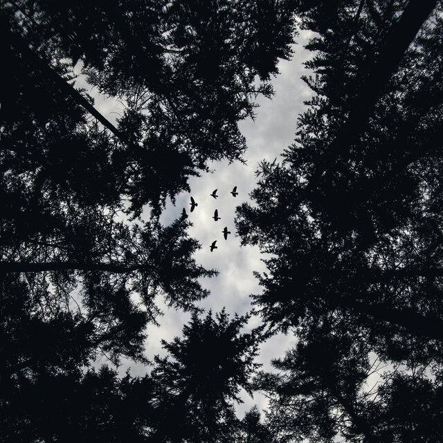 Woods Upon Woods
